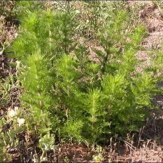 thumbnail for publication: Pasture Weed Management